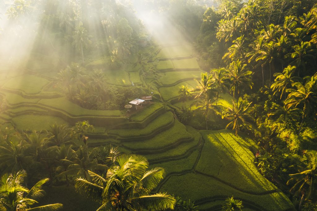 Aerial drone view of Tegallalang Rice fields terraces in Ubud, Bali, Indonesia