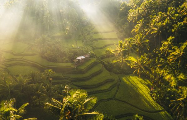 Aerial drone view of Tegallalang Rice fields terraces in Ubud, Bali, Indonesia